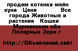 продам котенка мейн-куна › Цена ­ 35 000 - Все города Животные и растения » Кошки   . Мурманская обл.,Полярные Зори г.